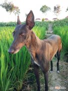 跳跳犬哪里多阴阳师2020 跳跳犬哪里多