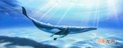鲸落的寓意和象征