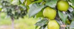 花盖梨产地是哪里 花盖梨产地有哪些