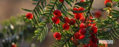 茱萸果实能吃吗 茱萸果实可不可以吃
