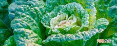 什么是十字花科蔬菜 十字花科蔬菜是什么意思