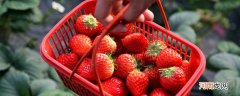草莓冬天能放几天 草莓冬天怎么储存