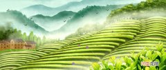 谷雨茶又被称为什么茶 谷雨茶是什么时候的茶