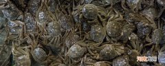 刚死的螃蟹可以吃吗 刚死的螃蟹能吃吗