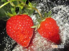 草莓是热性水果还是寒性水果？草莓怎么保存不会破皮