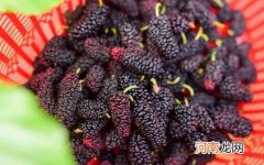 桑葚用开水泡还是用温水泡效果好 桑葚用多少度水泡