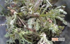 苦菜是蒲公英吗？苦菜和蒲公英的区别？