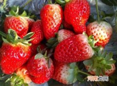 草莓没用盐水泡直接洗了吃了要紧吗？为什么草莓泡在水里会烂