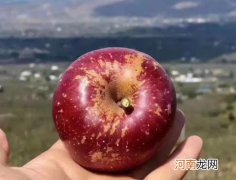 怎么判断是不是丑苹果？丑苹果和普通苹果区别有哪些