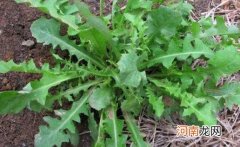 荠菜发黄了还能吃吗 荠菜怎么存放时间长