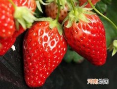 怎么看草莓是不是染色的？草莓不甜怎么吃最好吃