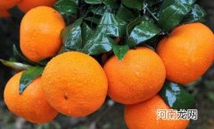 沃柑是橙子的一种吗 沃柑和橙子哪个营养价值高