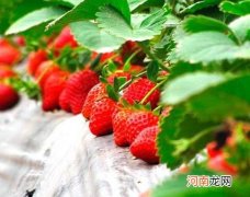 草莓用盐水泡可以去除农药吗？草莓冻坏了是什么样子图片