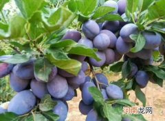 吃几个西梅可以通便？吃西梅为什么可以通便