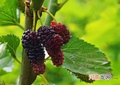 桑葚有点红可以吃吗？桑葚酒用的白酒是多少度