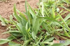 苦菜怎么放可以长期保存吗？ 苦菜有什么营养价值？