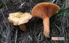 松树菌可以吃吗？松树菌有毒吗？