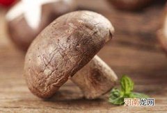 怎么挑选新鲜的香菇？香菇的香味来自什么成分