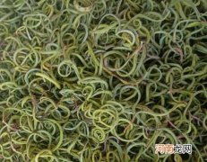 肾精草泡水是什么味道的？肾精草泡水每天用多少克