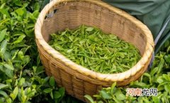 清明茶什么时候开始采 清明茶是什么时候的茶