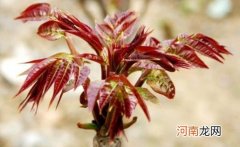 香椿是吃叶子还是杆 香椿是红色的好还是绿色的好
