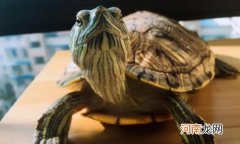 巴西龟可以吃吗？巴西龟有药用价值吗？