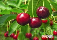 车厘子买大的好还是小的好？吃车厘子怎么才能不上火