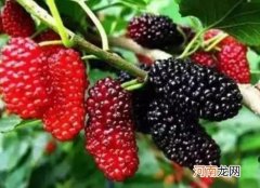 桑葚干泡水有什么功效？桑葚干泡水什么时候喝比较好