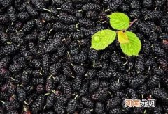 桑葚掉色好还是不掉色的好？桑葚有点霉变还能吃吗