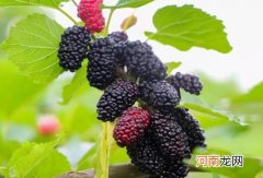 桑葚干泡之前要洗一遍吗？桑葚红的甜还是黑的甜