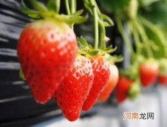 草莓碰伤了过夜能吃吗？草莓用热水洗会烂吗