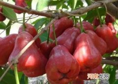 莲雾不红是为什么？莲雾可以降三高吗