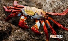 请问螃蟹和啤酒一起可以吃吗 西瓜可以和螃蟹一起吃吗