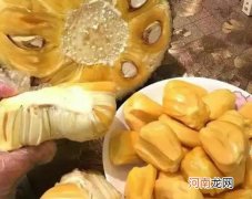 菠萝蜜白胶怎么处理？菠萝蜜可以和苹果一起榨汁吗