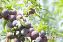 西梅有通便的效果吗？西梅发黑了还能吃吗？