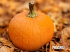 南瓜瓜瓤烂了能吃吗？切开了的南瓜放时间长了能吃吗