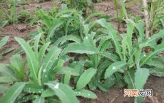 苦菜可以生吃吗？苦菜生吃的好处有什么？