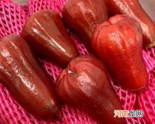 雪莲果和莲雾哪个好吃？雪莲果和莲雾的味道相像吗