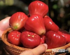 莲雾只能生吃吗？吃莲雾有什么好处