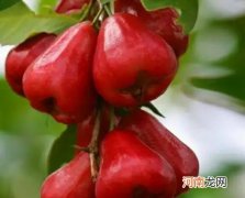 莲雾炖冰糖有什么功效？莲雾与冰糖怎么煮止咳