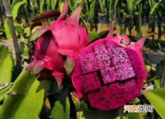 为什么吃红心火龙果尿液会变红？火龙果可以放多久