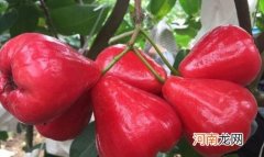 莲雾糖分高吗 莲雾吃一个相当于喝多少水