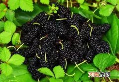 桑葚适合减肥的人吃吗？洗桑葚用盐水浸泡多久合适