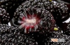 桑葚干泡完水要不要吃掉？桑葚干泡水隔天可以喝吗