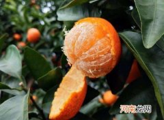 沙糖桔皮特别黏还能不能吃？沙糖桔的皮发亮能不能食用