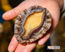 鲍鱼内脏为什么是绿色的？鲍鱼一整个都能吃吗