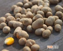 山药豆连皮吃有什么好处？山药豆可以带皮一起吃吗