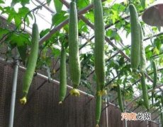 丝瓜怎么挑选不发苦？丝瓜怎样炒又绿又好吃