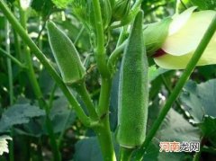 秋葵有毛毛可以吃吗？秋葵老了是什么样的