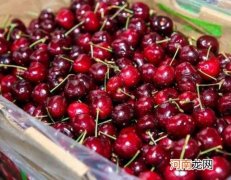 光滑的车厘子好不好？车厘子表面为什么冒水珠